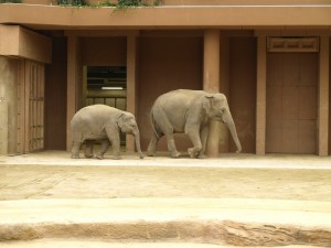 来月で3歳のさくら(左)