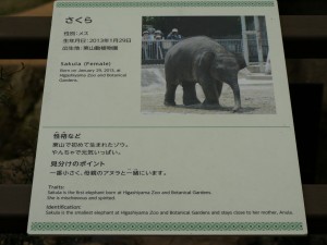 多分1年目のさくら